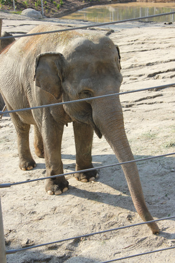 an elephant