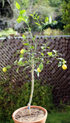Charlie Brown's Lemon Tree