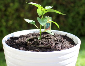Jalapeno!