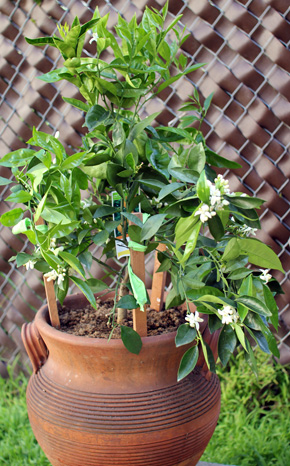 New Orange Tree