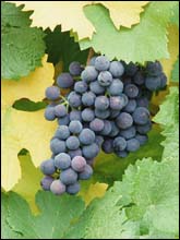 grape